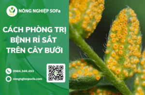7 CACH PHONG TRI BENH RI SAT TREN CAY BUOI