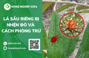 La Sau Rieng bi nhen do va 4 cach phong tru