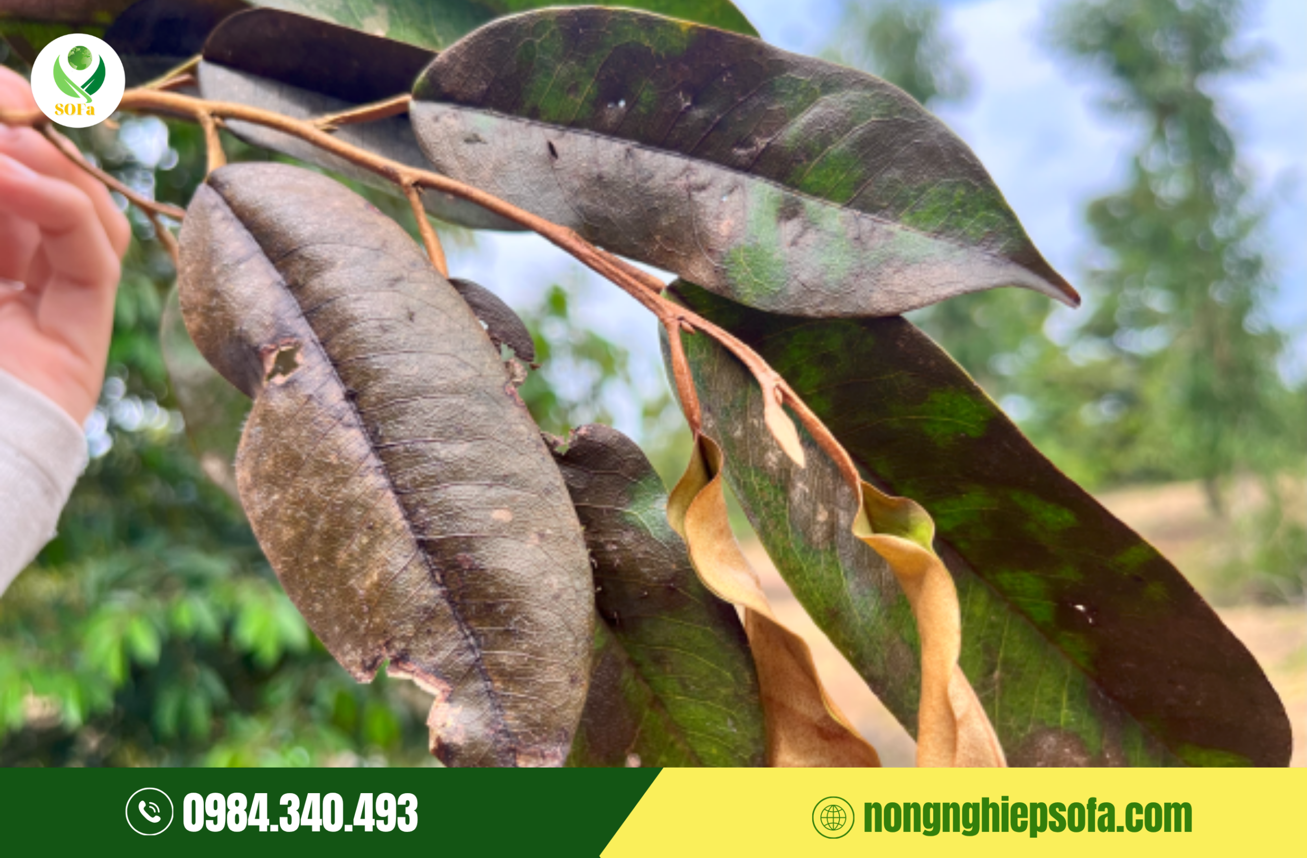 Nguyên Nhân Gây Bệnh Cháy Lá Chết Ngọn Sầu Riêng 3 Phương pháp điều trị bệnh cháy lá chết ngọn sầu riêng