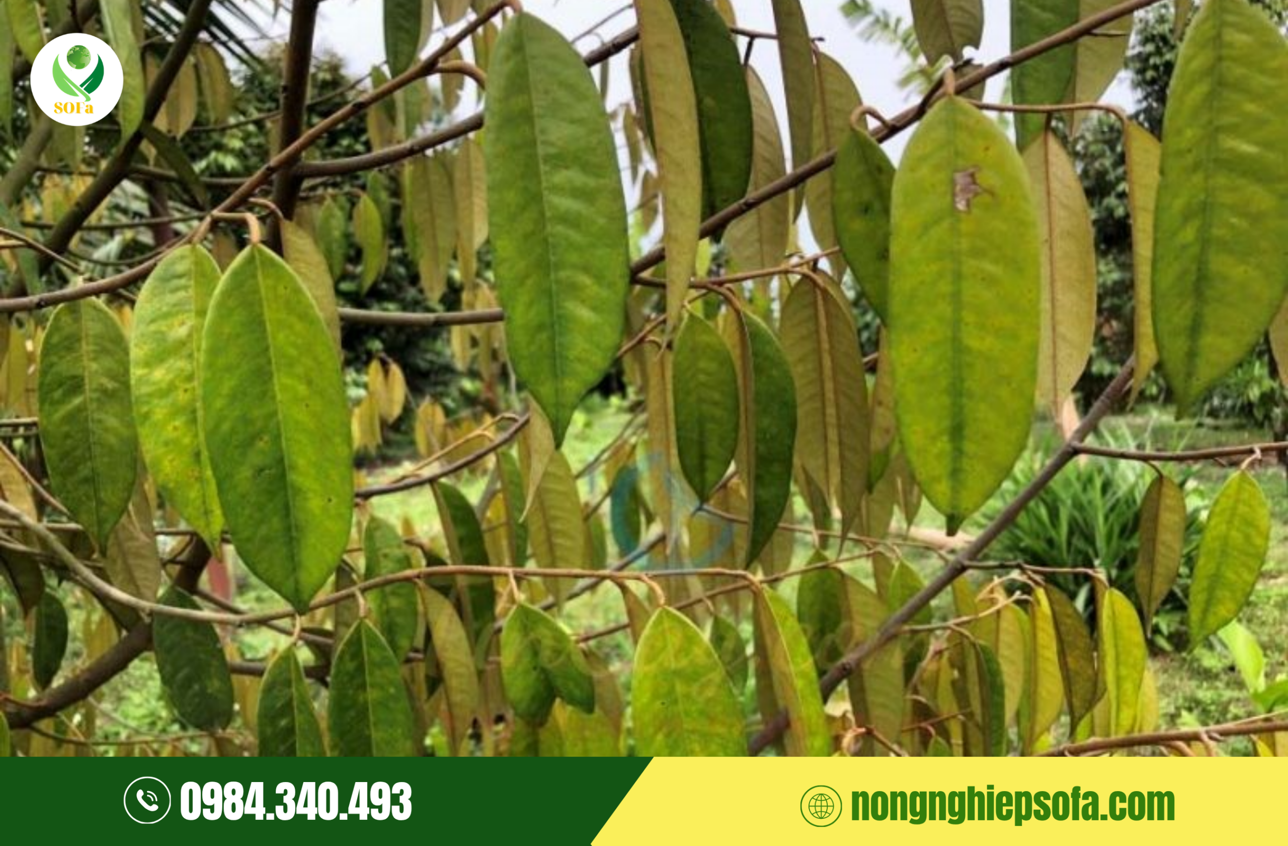 Nguyên Nhân Gây Bệnh Cháy Lá Chết Ngọn Sầu Riêng 2 Nguyên nhân bệnh cháy lá chết ngọn Sầu Riêng