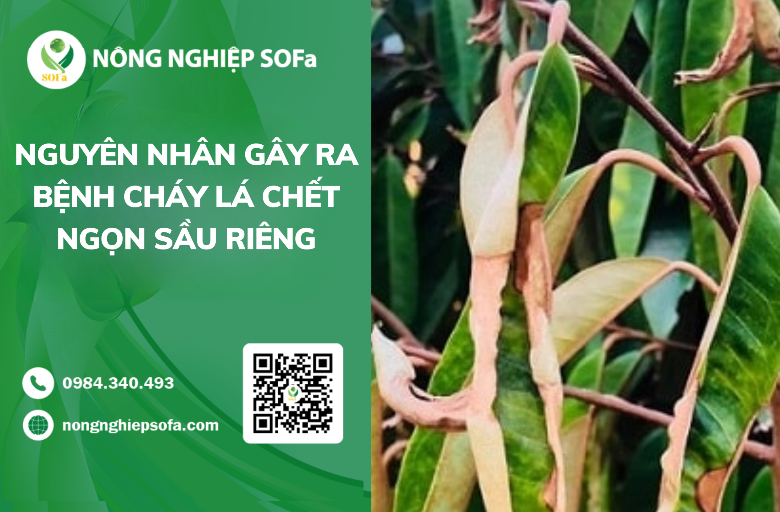 Nguyên Nhân Gây Bệnh Cháy Lá Chết Ngọn Sầu Riêng 1 Nguyen Nhan Gay Benh Chay La Chet Ngon Sau Rieng scaled