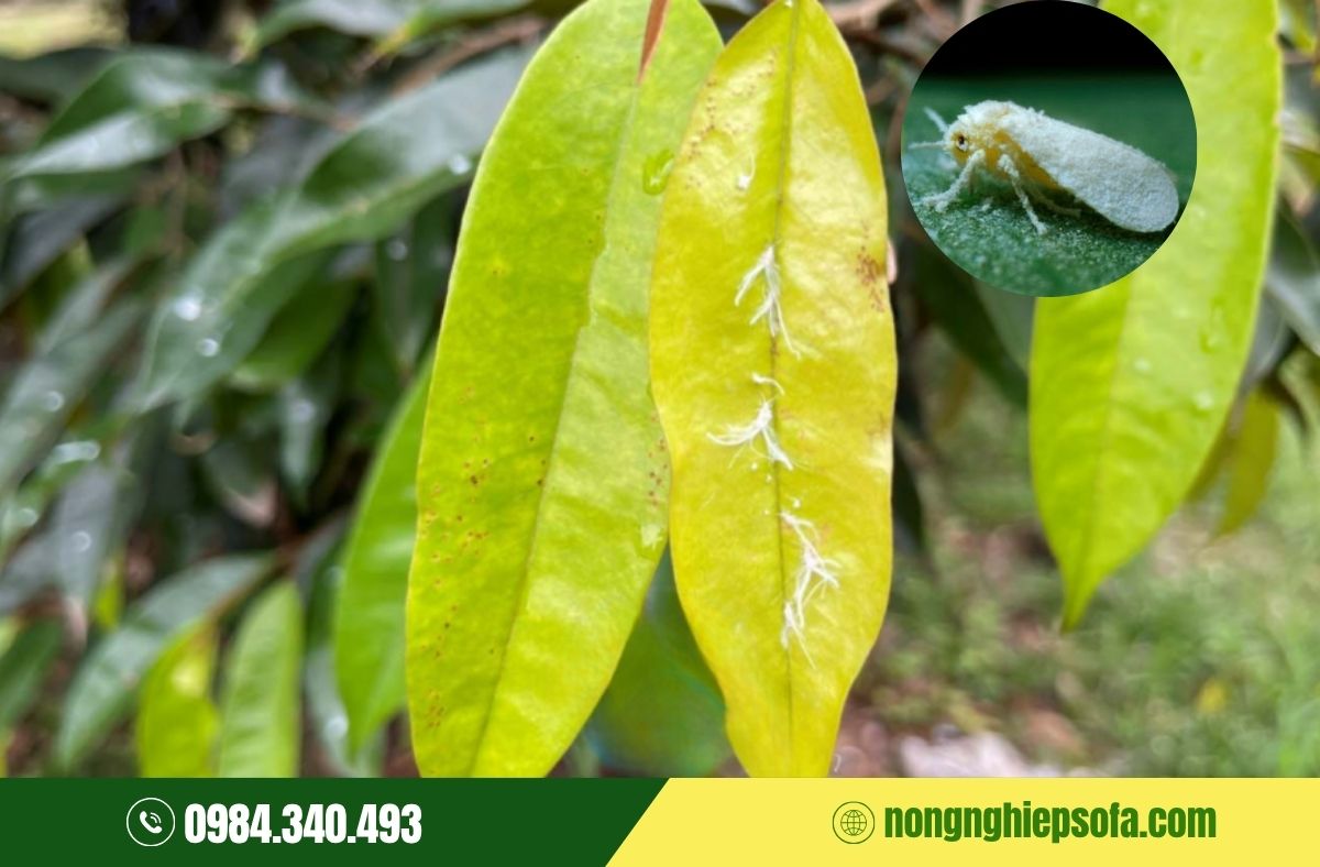 Cách nhận biết rầy phấn trắng hại cây sầu riêng