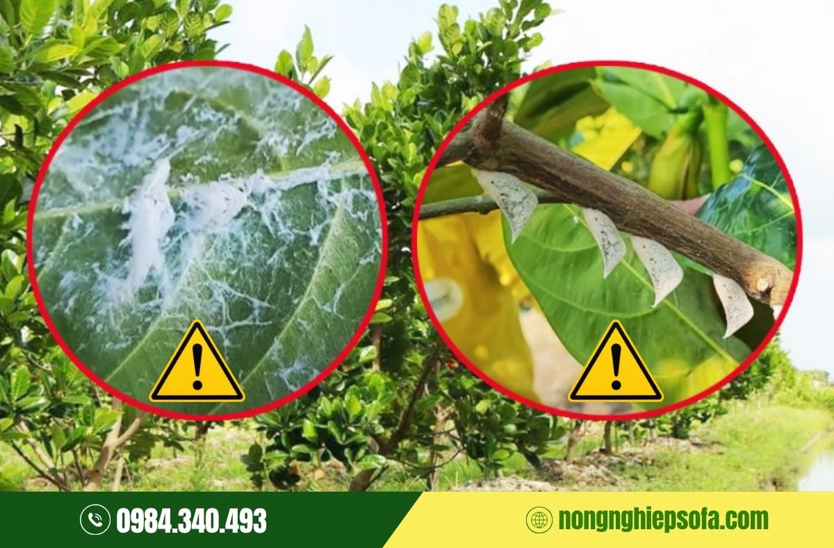 chăm sóc sầu riêng để ngăn chặn rầy phấn trắng
