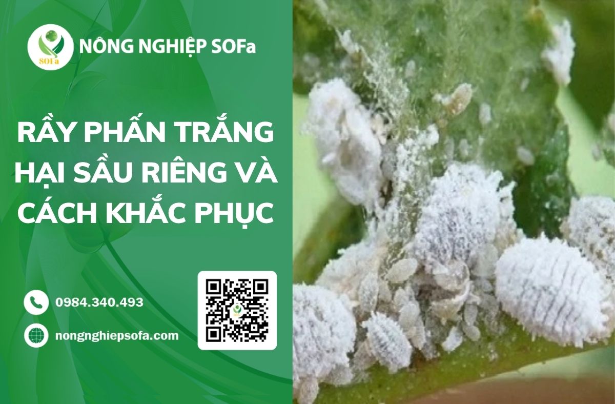 Rầy phấn trắng hại Sầu Riêng và cách khắc phục