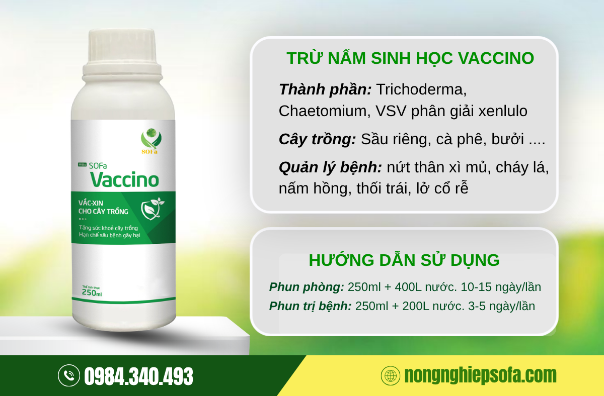 7 CÁCH PHÒNG TRỊ BỆNH RỈ SẮT TRÊN CÂY BƯỞI 3 han-che-benh-ri-sat-tren-cay-buoi