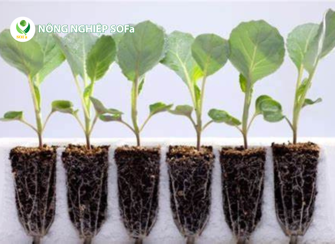 Chọn giống Cây Trồng