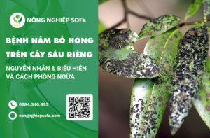 Bệnh Nấm Bồ Hóng