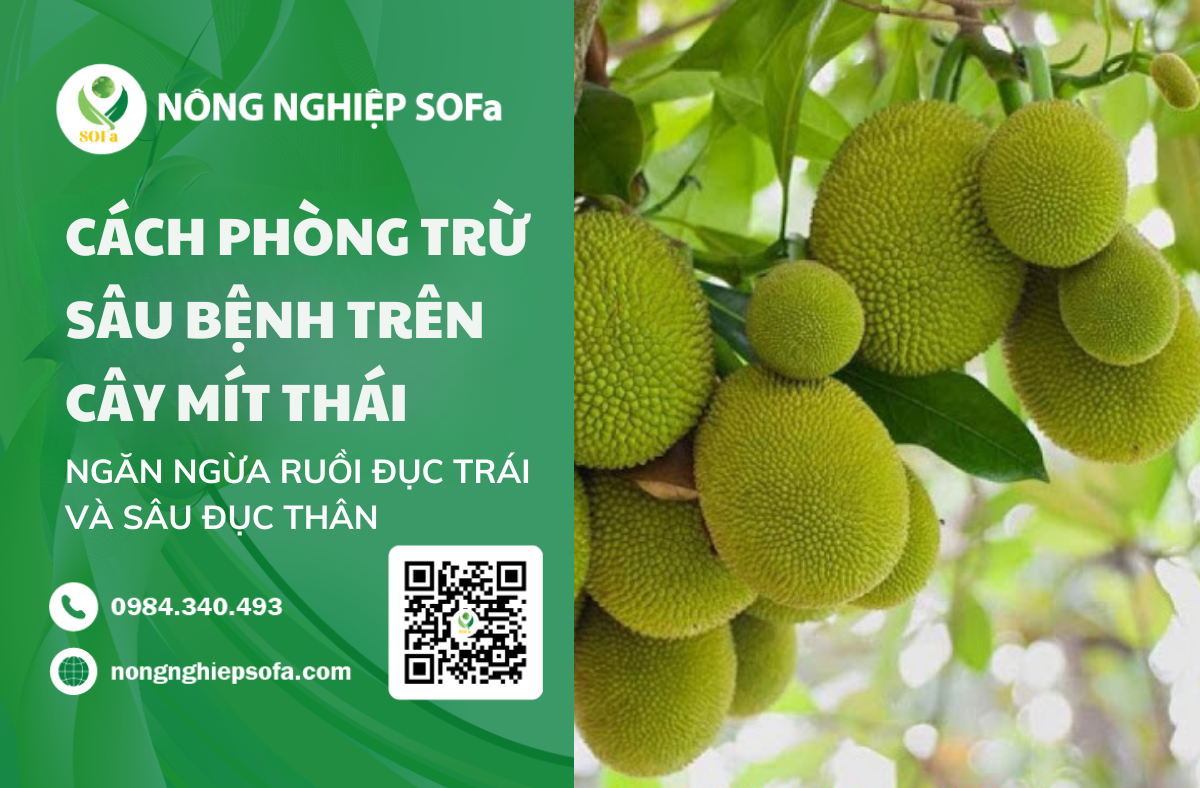 CÁCH PHÒNG TRỪ SÂU BỆNH TRÊN CÂY MÍT THÁI : NGĂN NGỪA RUỒI ĐỤC TRÁI VÀ SÂU ĐỤC THÂN