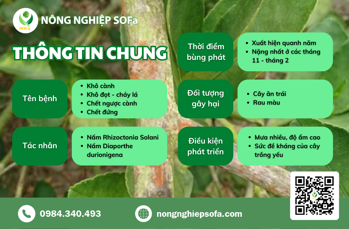 bệnh khô cành trên cây sầu riêng