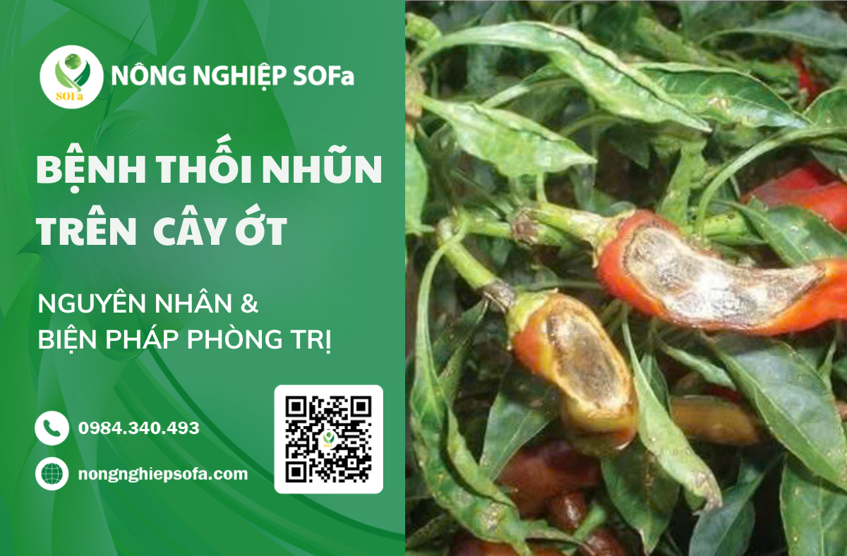 Bệnh Thối Nhũn 