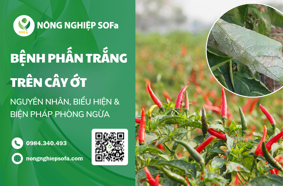 bệnh phấn trắng