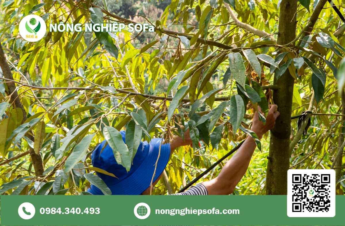 ĐỒNG HÀNH CÙNG NÔNG DÂN GIẢI QUYẾT TẬN GỐC SÂU - BỆNH HẠI TRÊN SẦU RIÊNG GIAI ĐOẠN XỔ NHỤY 4 SẦU RIÊNG