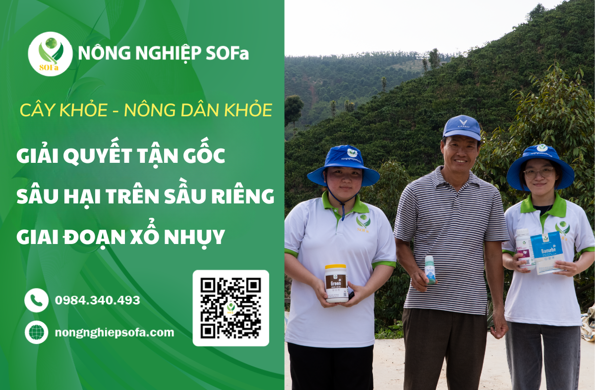 ĐỒNG HÀNH CÙNG NÔNG DÂN GIẢI QUYẾT TẬN GỐC SÂU - BỆNH HẠI TRÊN SẦU RIÊNG GIAI ĐOẠN XỔ NHỤY 1 SẦU RIÊNG