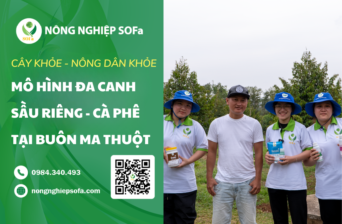 ĐỘC ĐÁO MÔ HÌNH XEN CANH SẦU RIÊNG - CÀ PHÊ - CÂY PHONG LÁ ĐỎ TẠI BUÔN MA THUỘT 1 SẦU RIÊNG - CÀ PHÊ