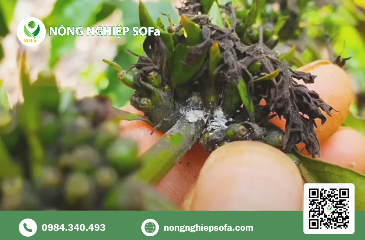 Rệp sáp trên cây cà phê