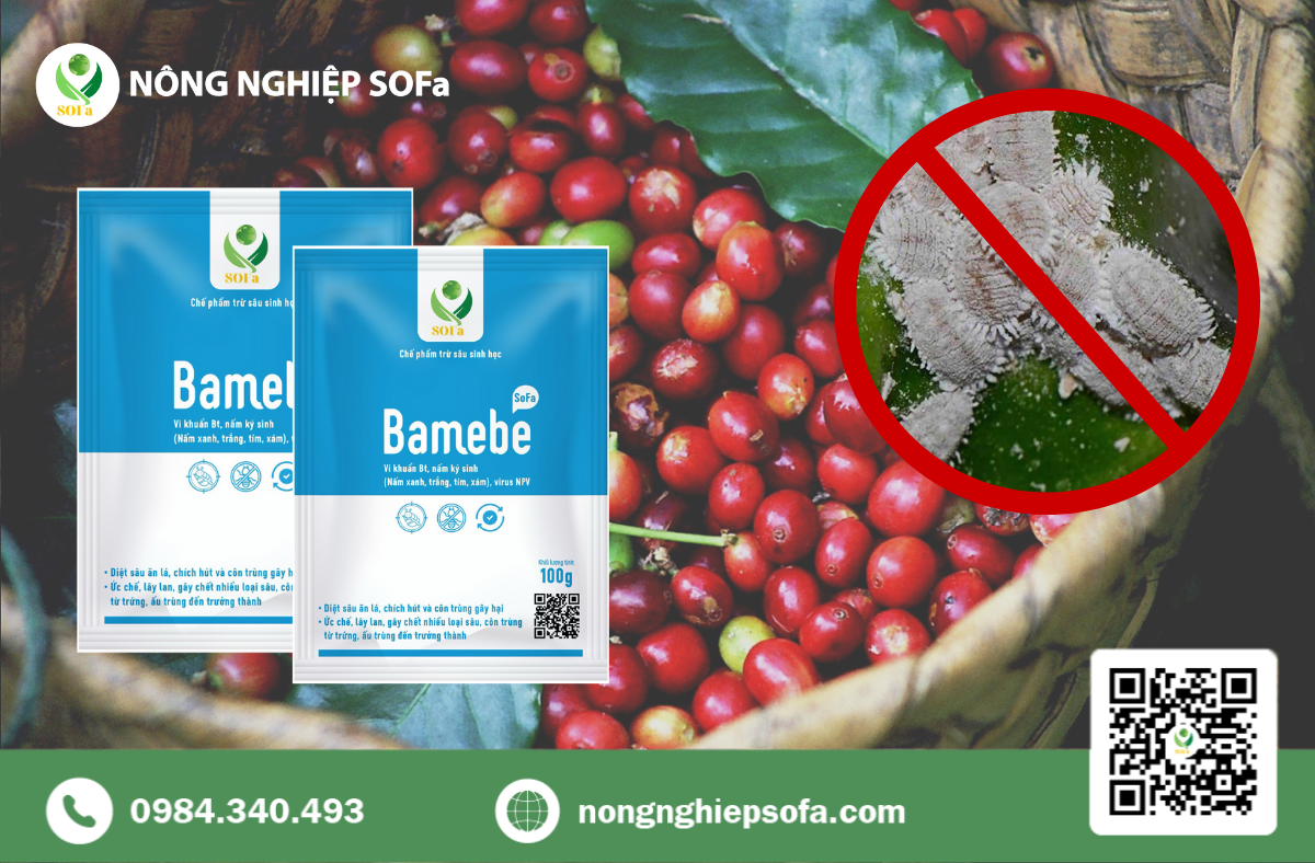 Rệp sáp trên cây cà phê