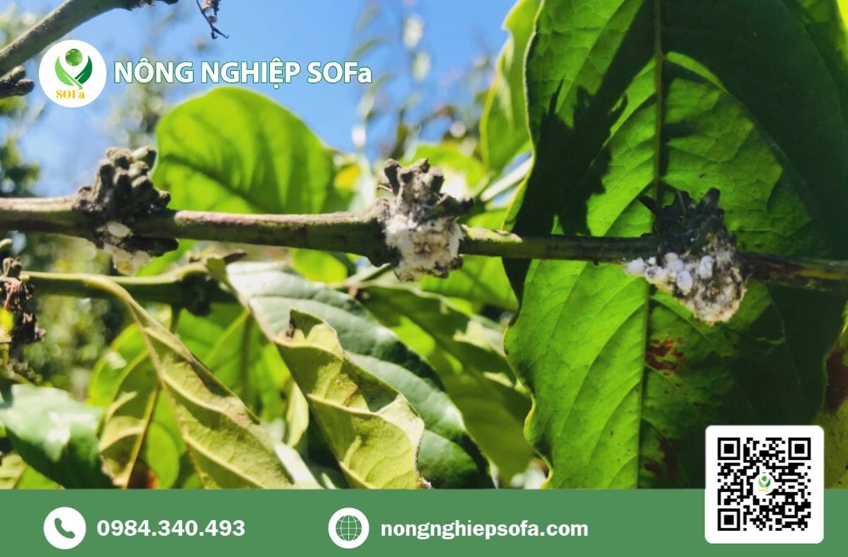 Rệp sáp trên cây cà phê