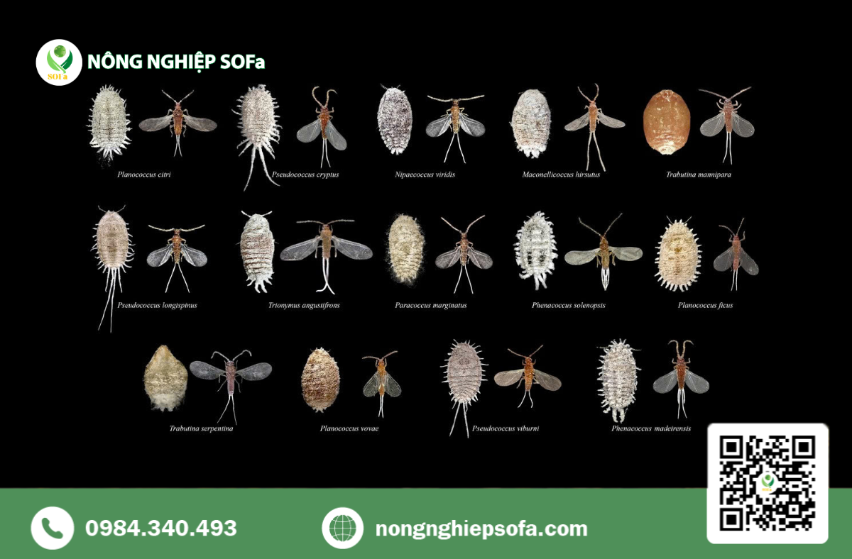 Rệp sáp trên cây cà phê