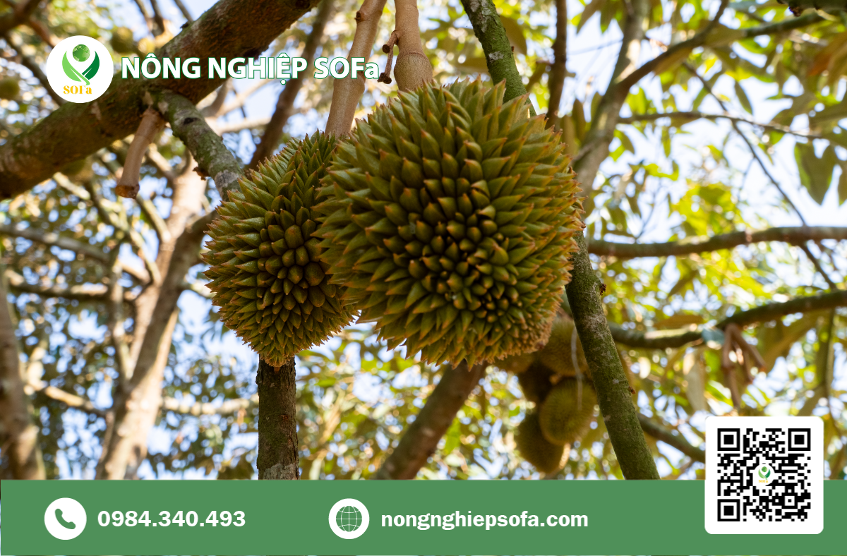 ĐỘC ĐÁO MÔ HÌNH XEN CANH SẦU RIÊNG - CÀ PHÊ - CÂY PHONG LÁ ĐỎ TẠI BUÔN MA THUỘT 2 SẦU RIÊNG - CÀ PHÊ