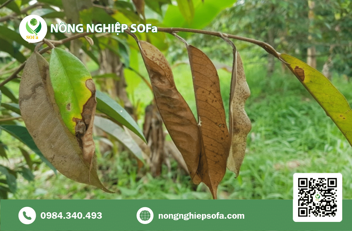 BỆNH CHÊT NGƯỢC TRÊN SẦU RIÊNG