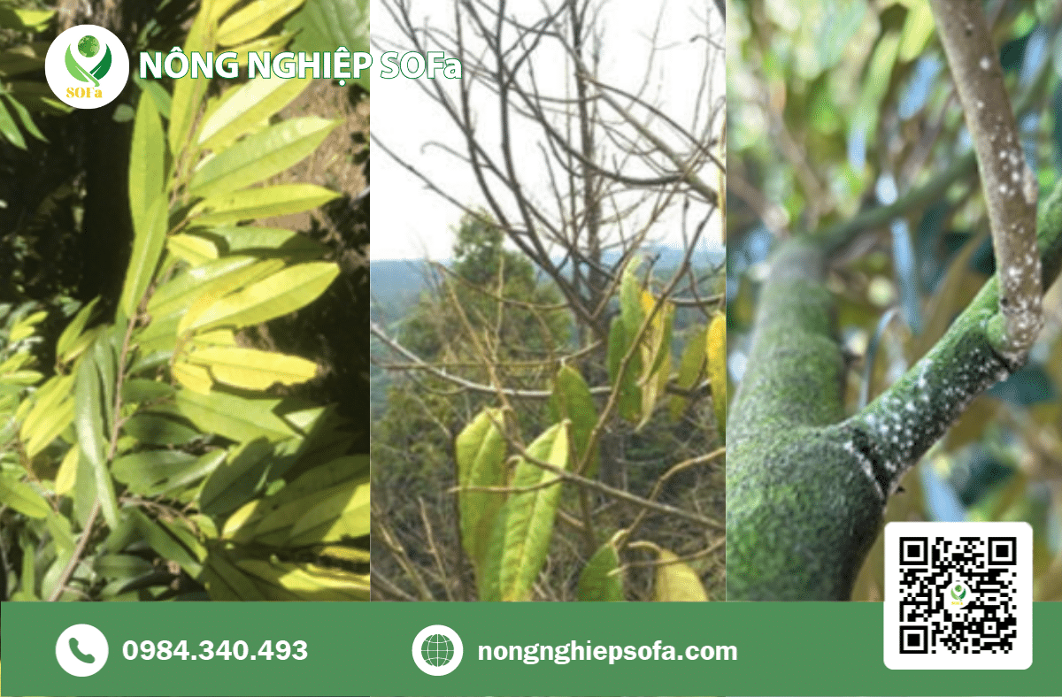 BỆNH CHẾT NGƯỢC TRÊN SẦU RIÊNG