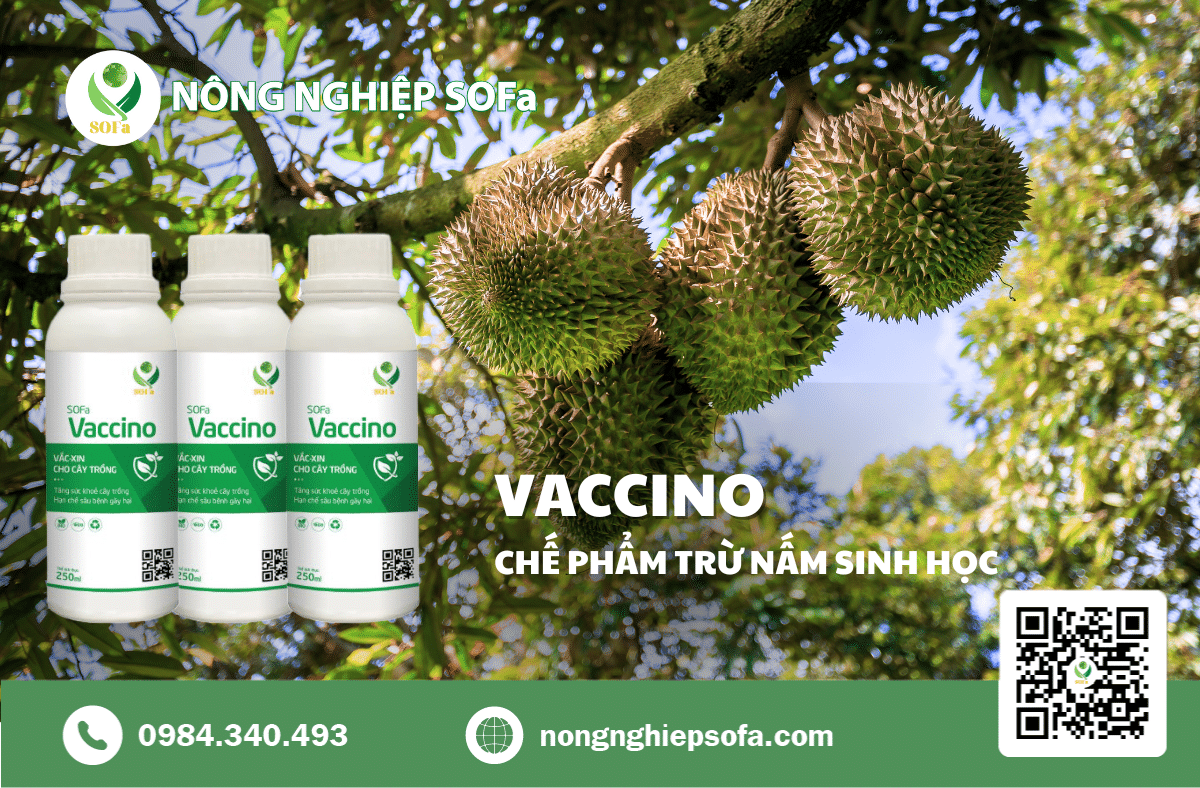 BỆNH CHẾT NGƯỢC TRÊN SẦU RIÊNG