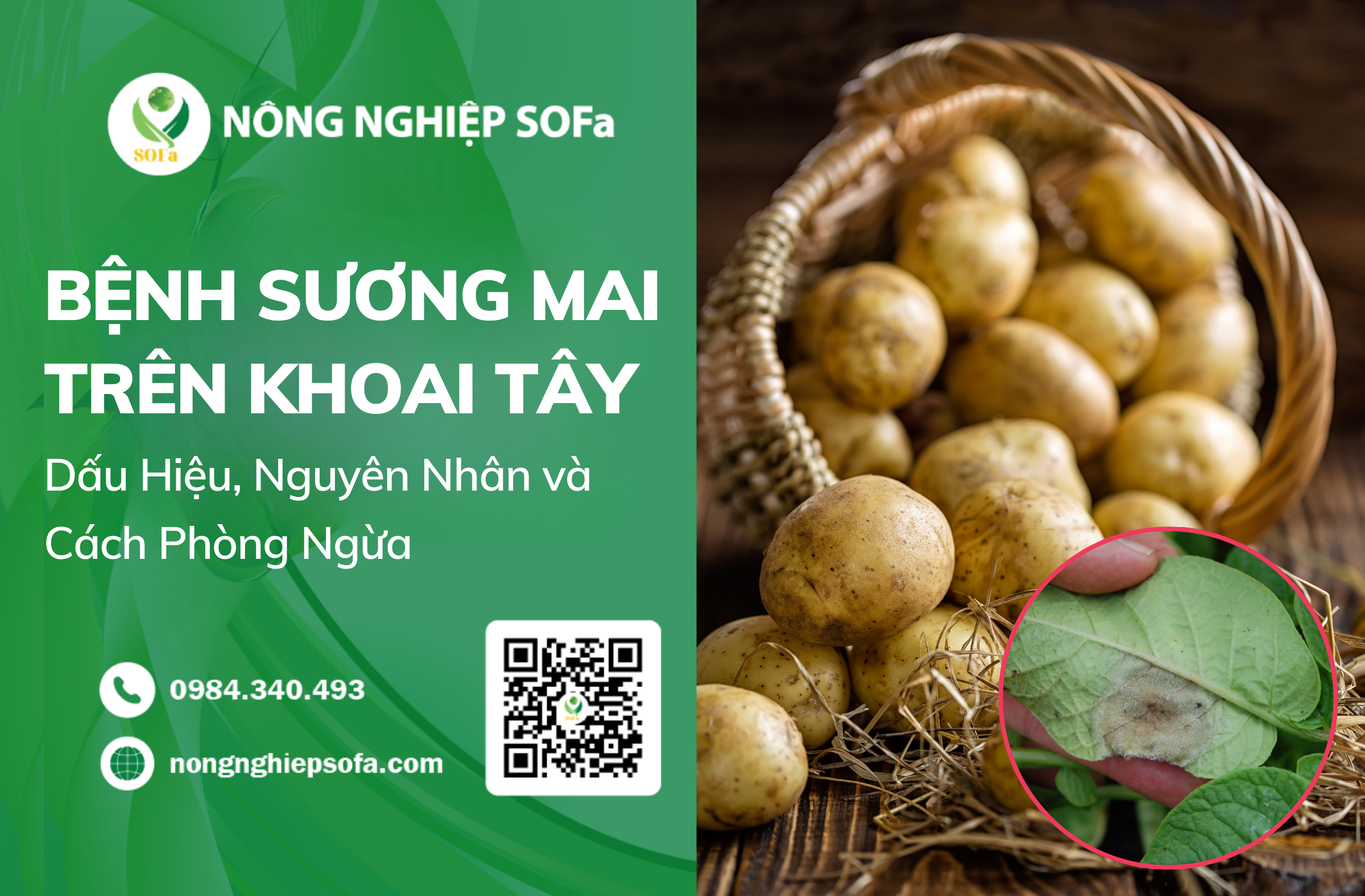 tim-hieu-benh-suong-mai-tren-khoai-tay