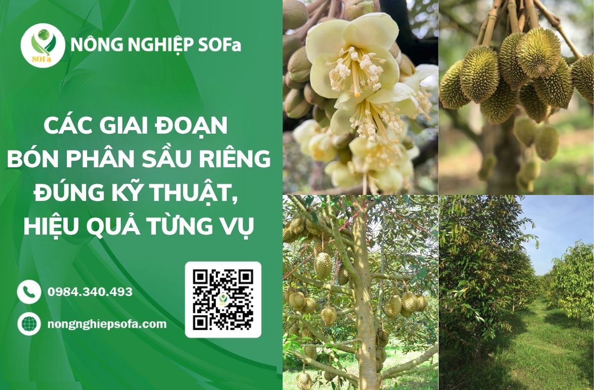 các giai đoạn bón phân sầu riêng