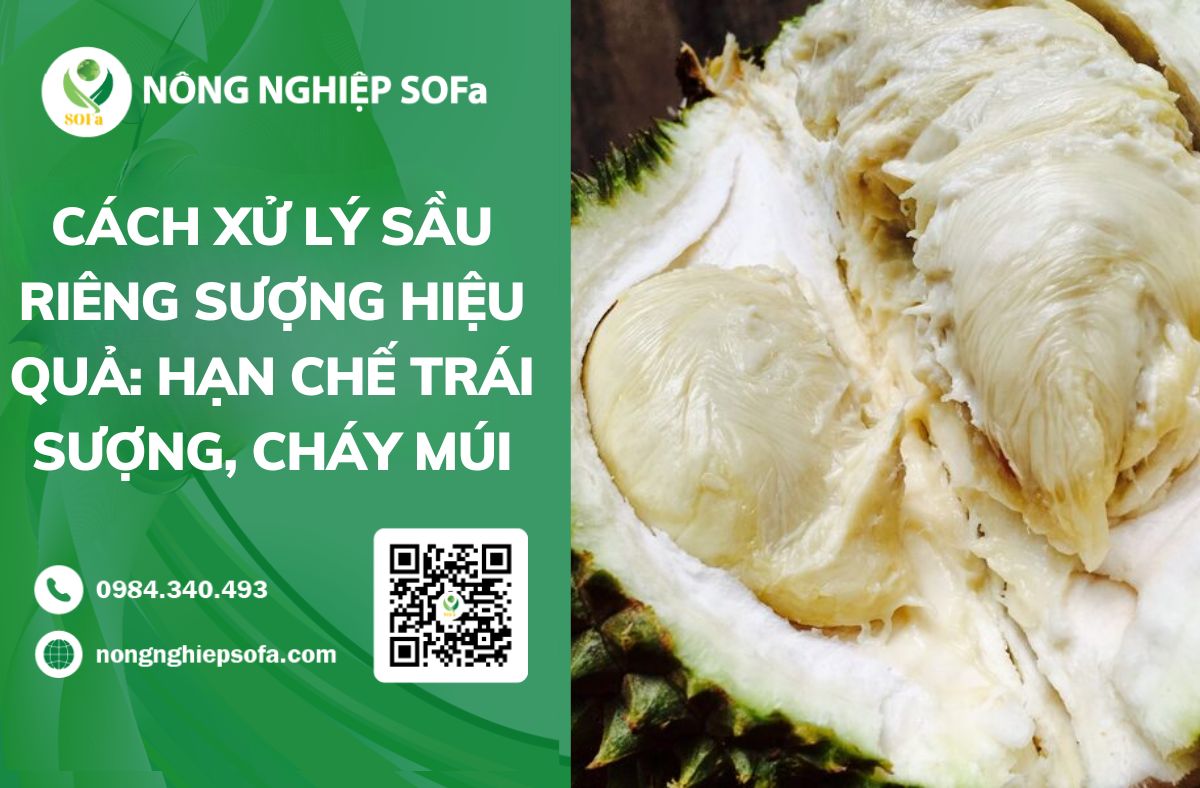 cách xử lý sầu riêng sượng