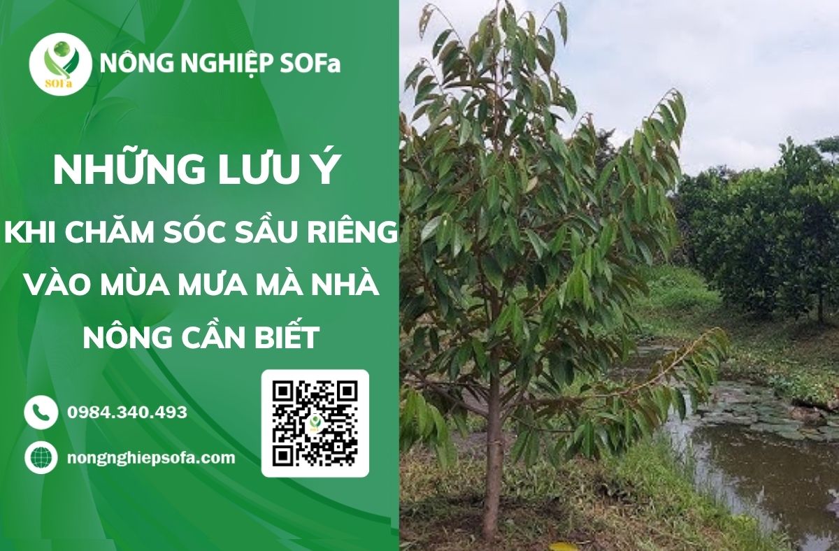 chăm sóc sầu riêng vào mùa mưa