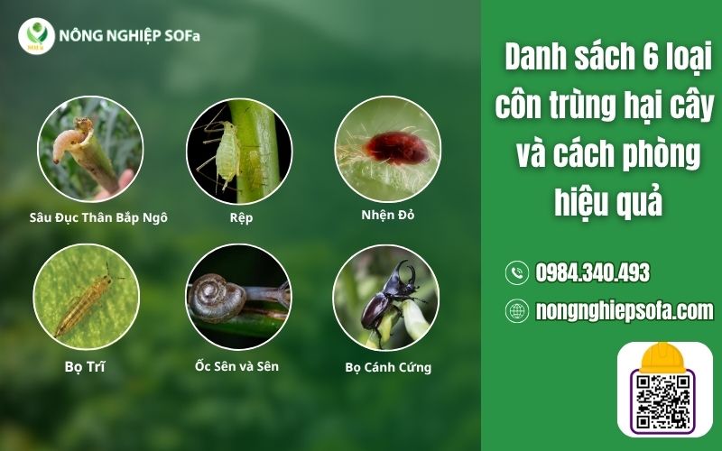 phòng trừ nấm bệnh