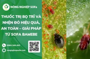 trị bọ trĩ và nhện đỏ