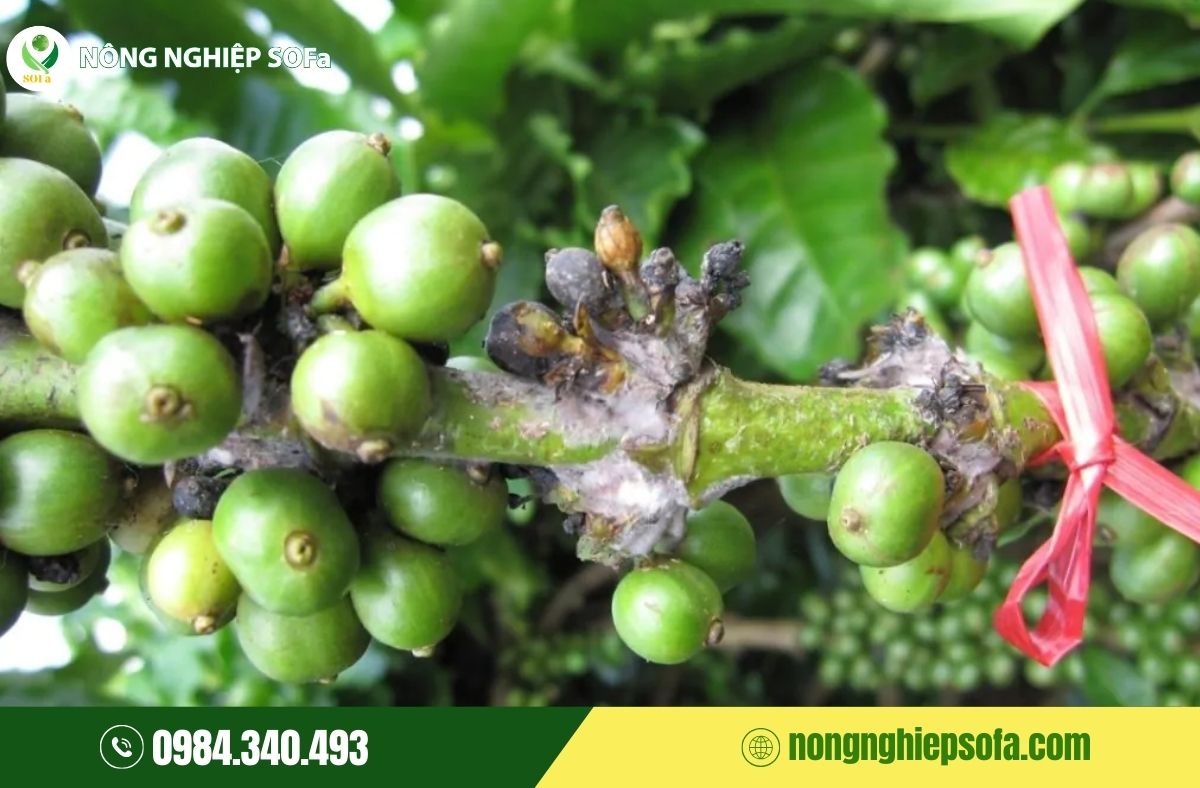 bệnh nấm hồng trên cà phê