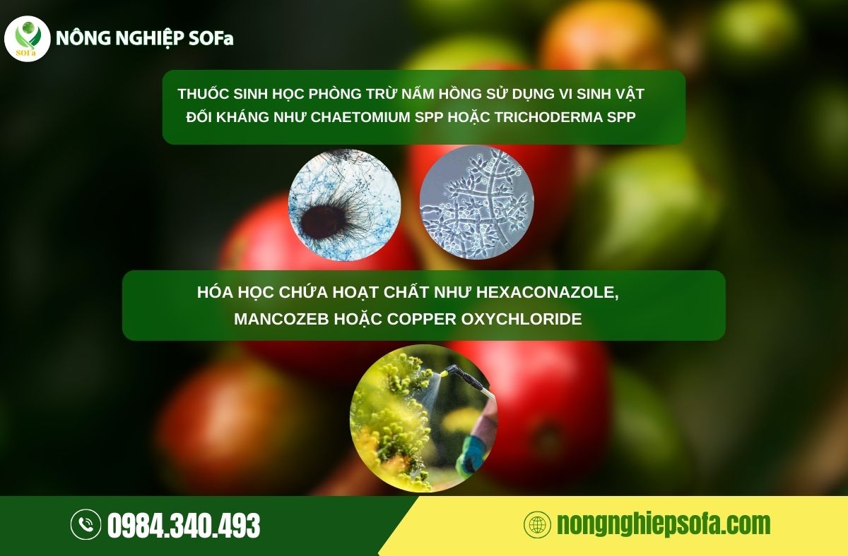 bệnh nấm hồng trên cà phê