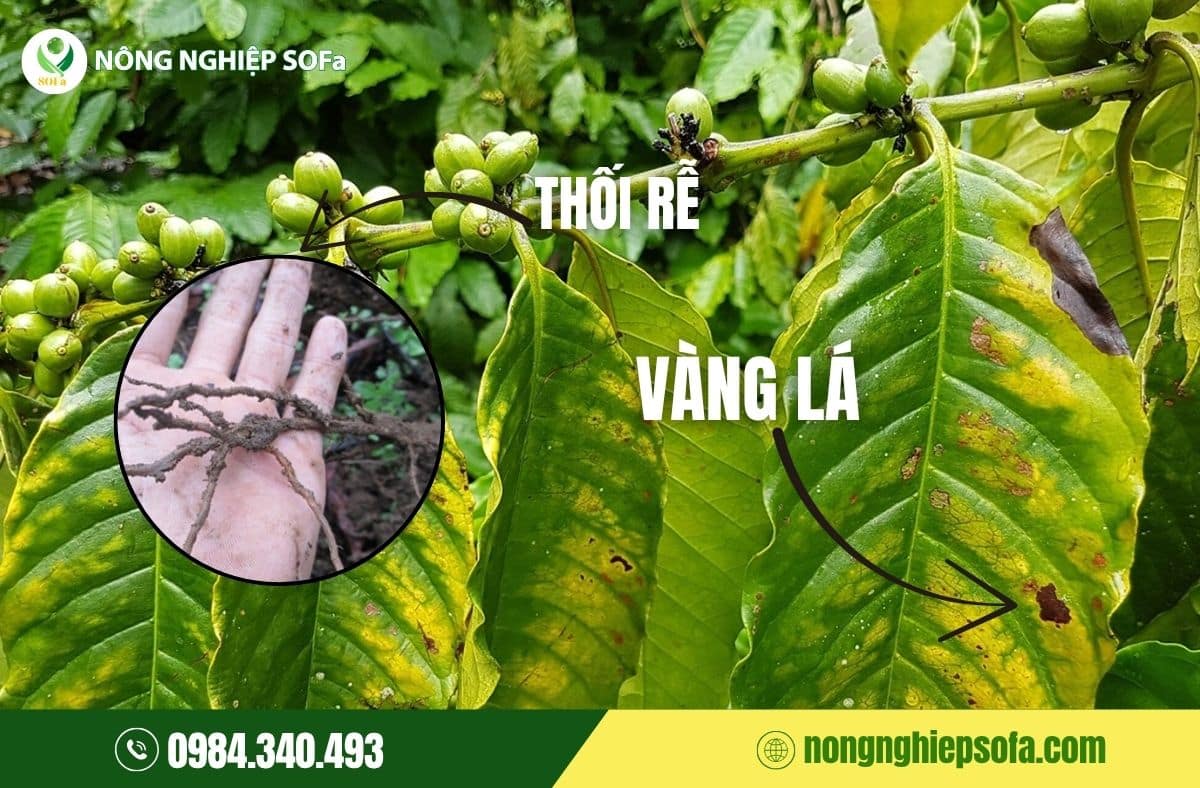 bệnh vàng lá thối rễ cà phê