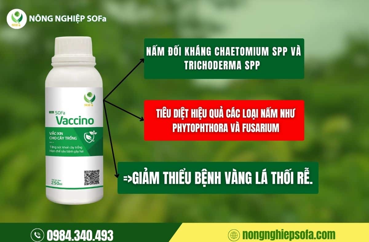 bệnh vàng lá thối rễ cà phê