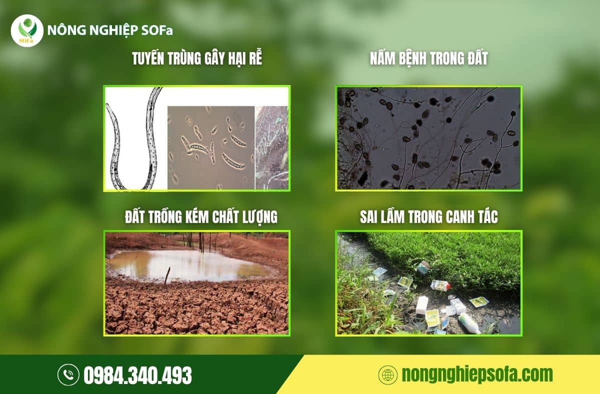 bệnh vàng lá thối rễ cà phê