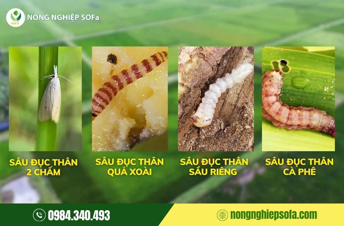 cách phòng trừ sâu đục thân