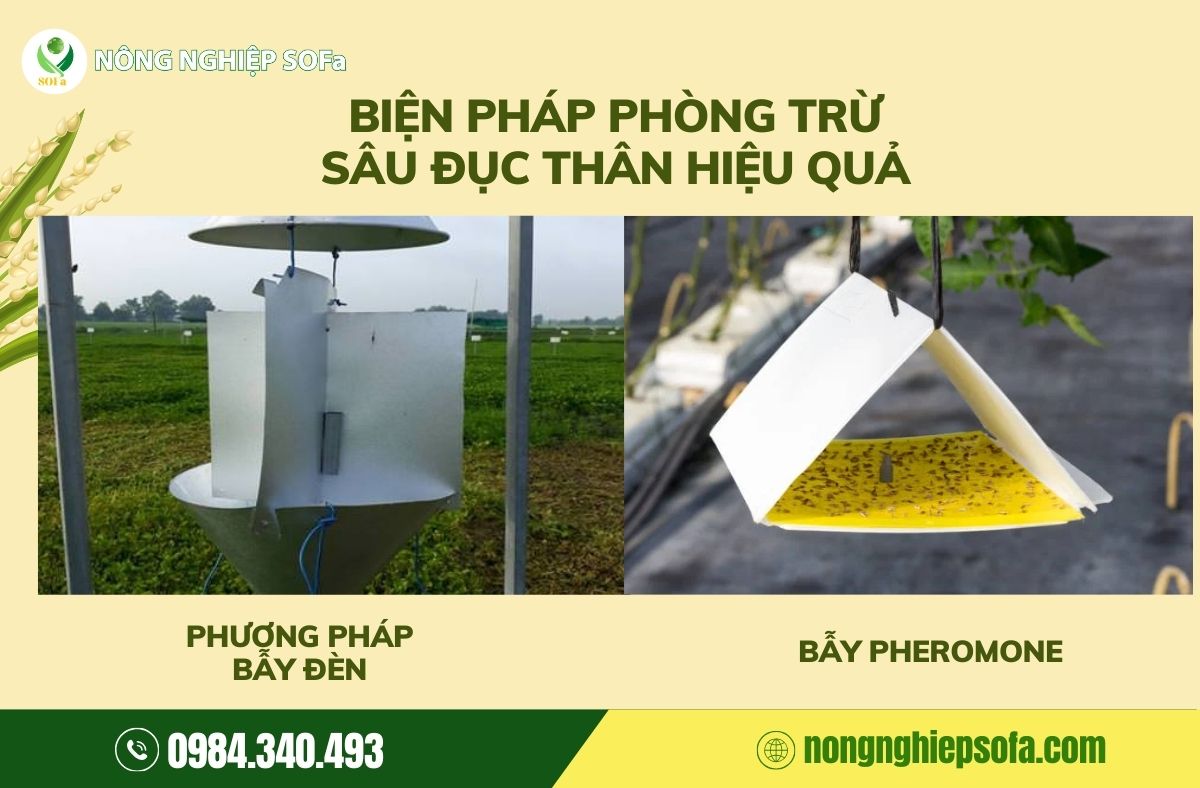 cách phòng trừ sâu đục thân