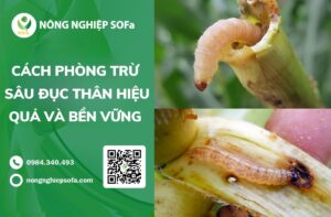 cách phòng trừ sâu đục thân