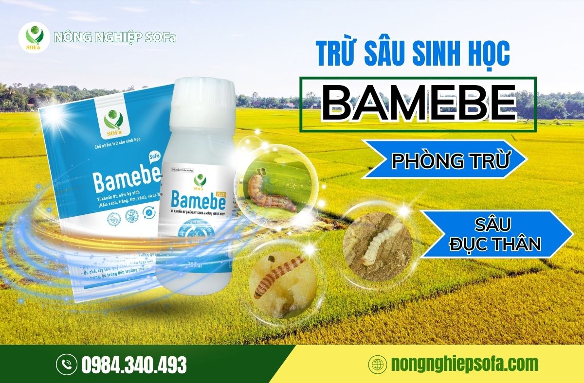 cách phòng trừ sâu đục thân