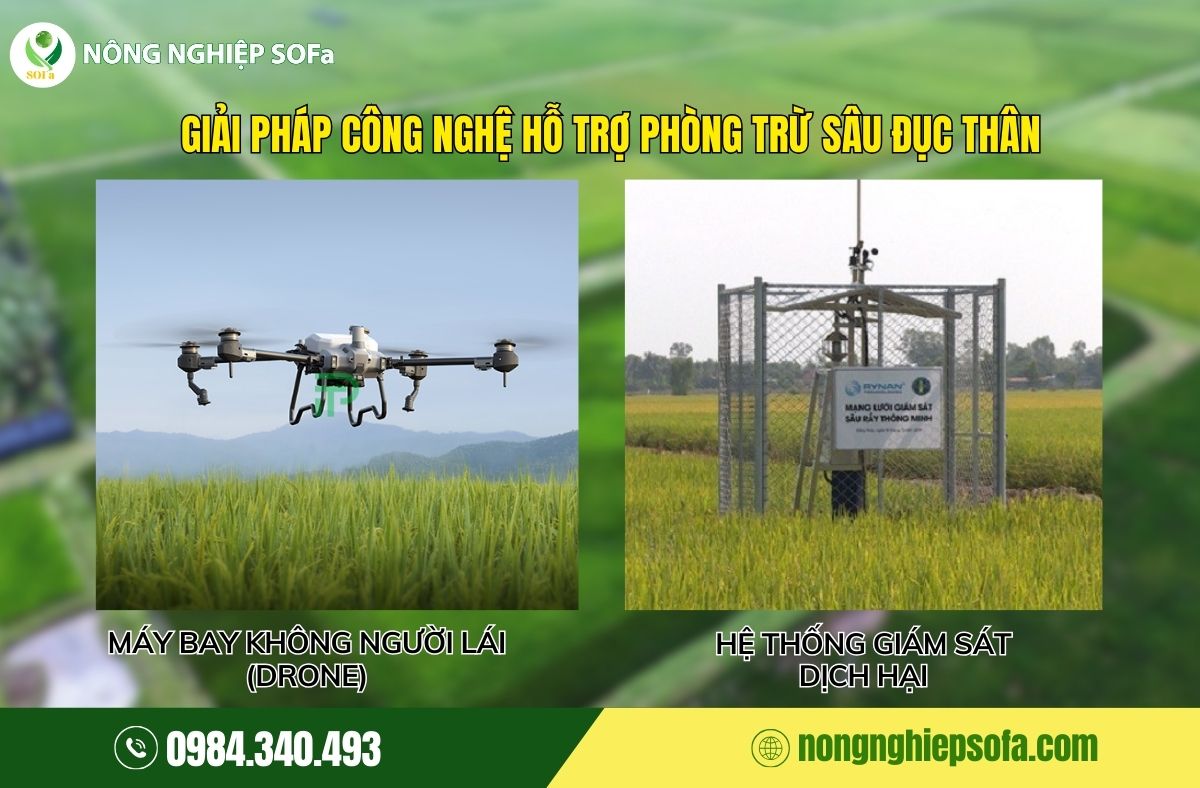 cách phòng trừ sâu đục thân