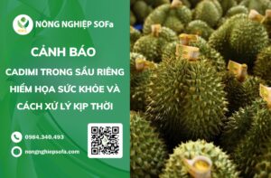 cadimi trong sầu riêng