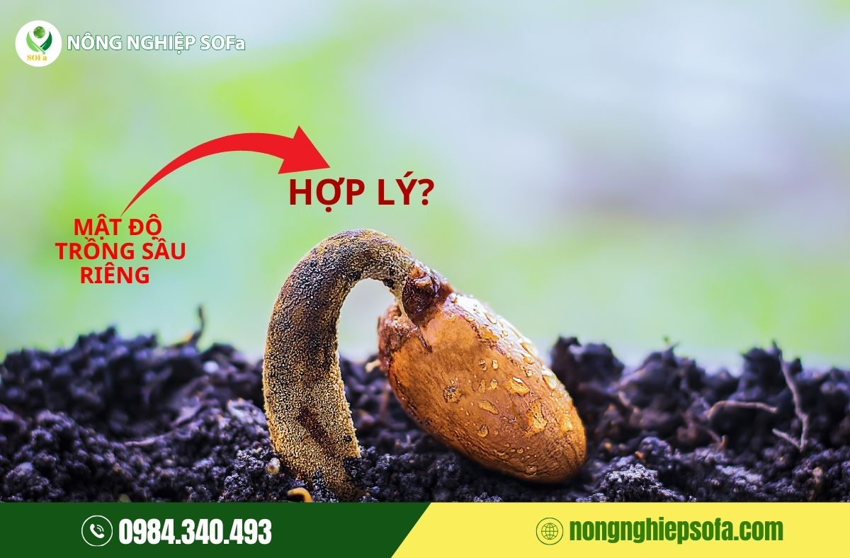 Kỹ thuật trồng sầu riêng chuẩn - Năng suất cao 1 kỹ thuật trồng sầu riêng