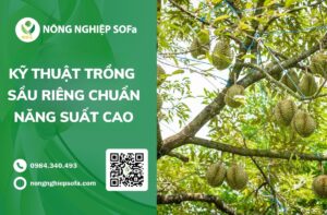 kỹ thuật trồng sầu riêng