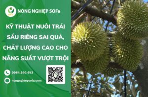 nuôi trái sầu riêng