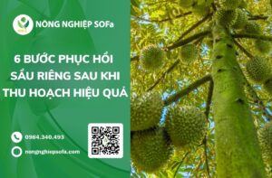phục hồi sầu riêng sau khi thu hoạch