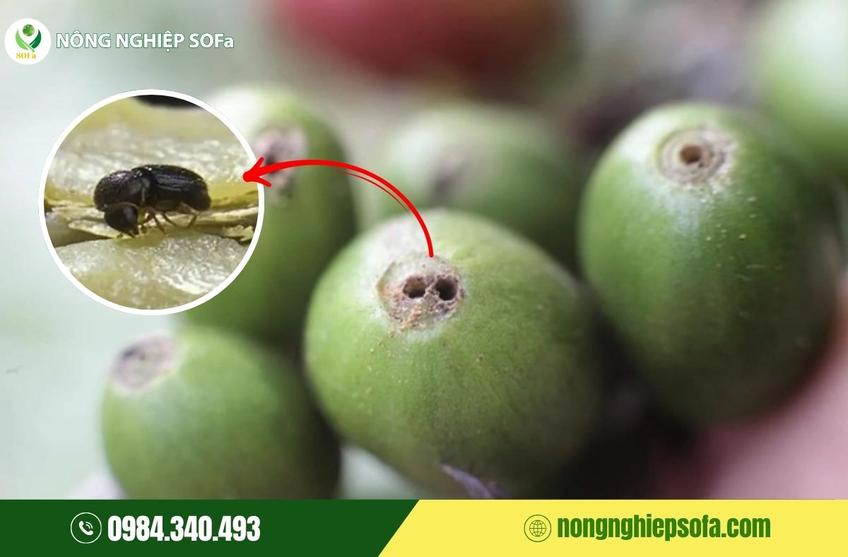 Sâu bệnh hại cây cà phê
