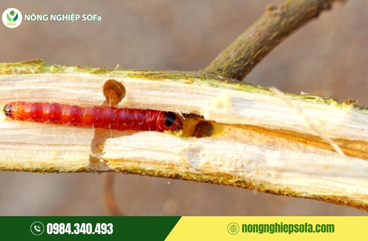sâu bệnh hại cây cà phê