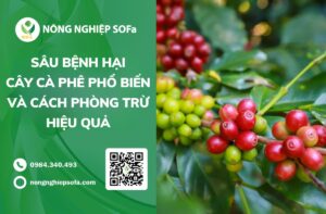 sâu bệnh hại cây cà phê